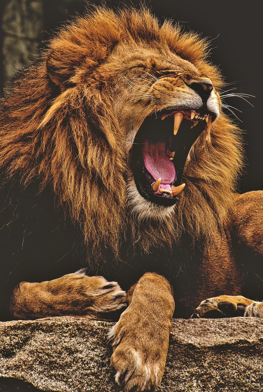 lion, animal, mane, big cat, roar, mammal, predator, dangerous, wildlife, safari, zoo, animal photography, wilderness, close up, masculine, wild animal, africa, nature, tierpark hellabrunn, lion, lion, lion, lion, lion