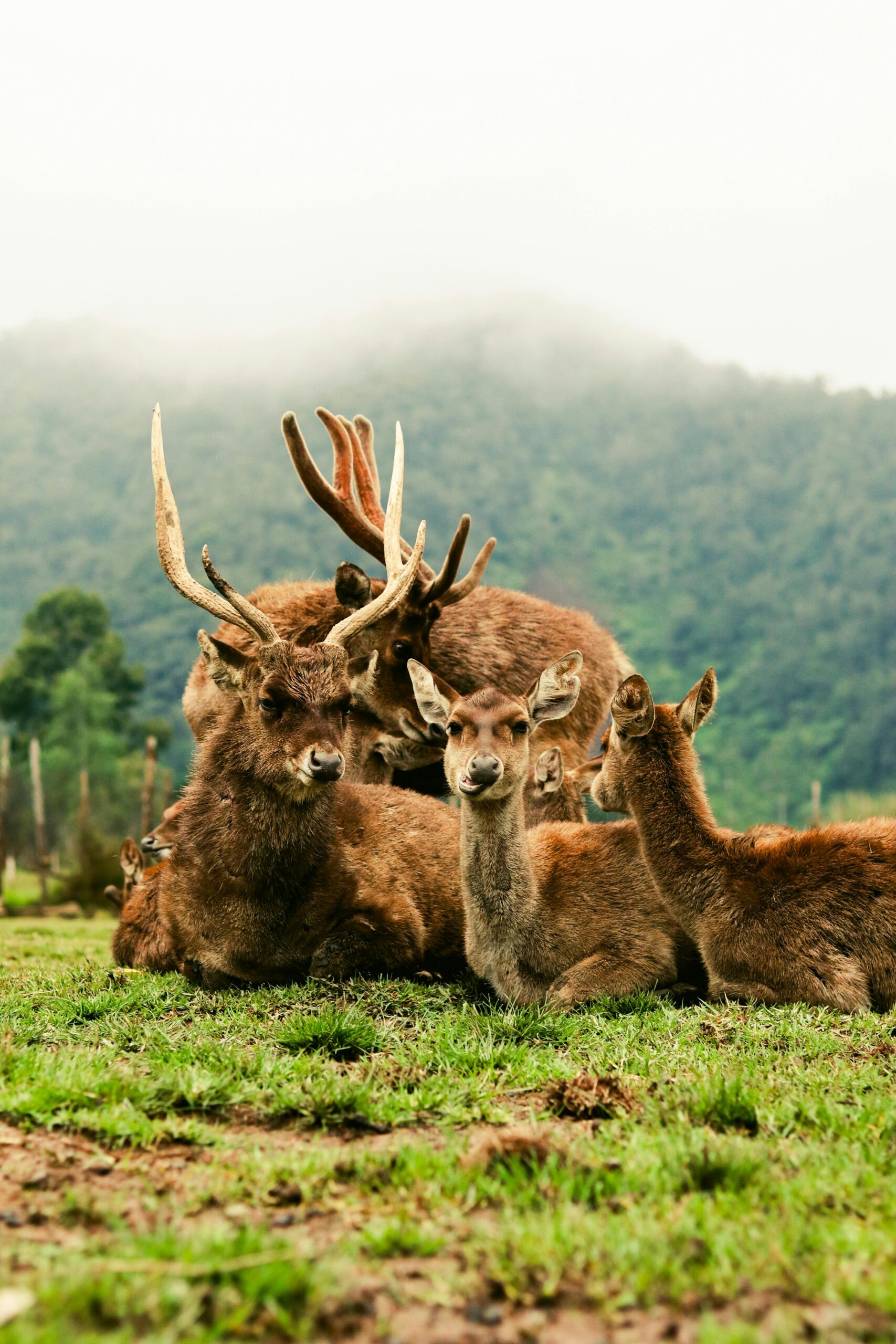 Group of barasingha deer resting in a green meadow with misty hills in the background.