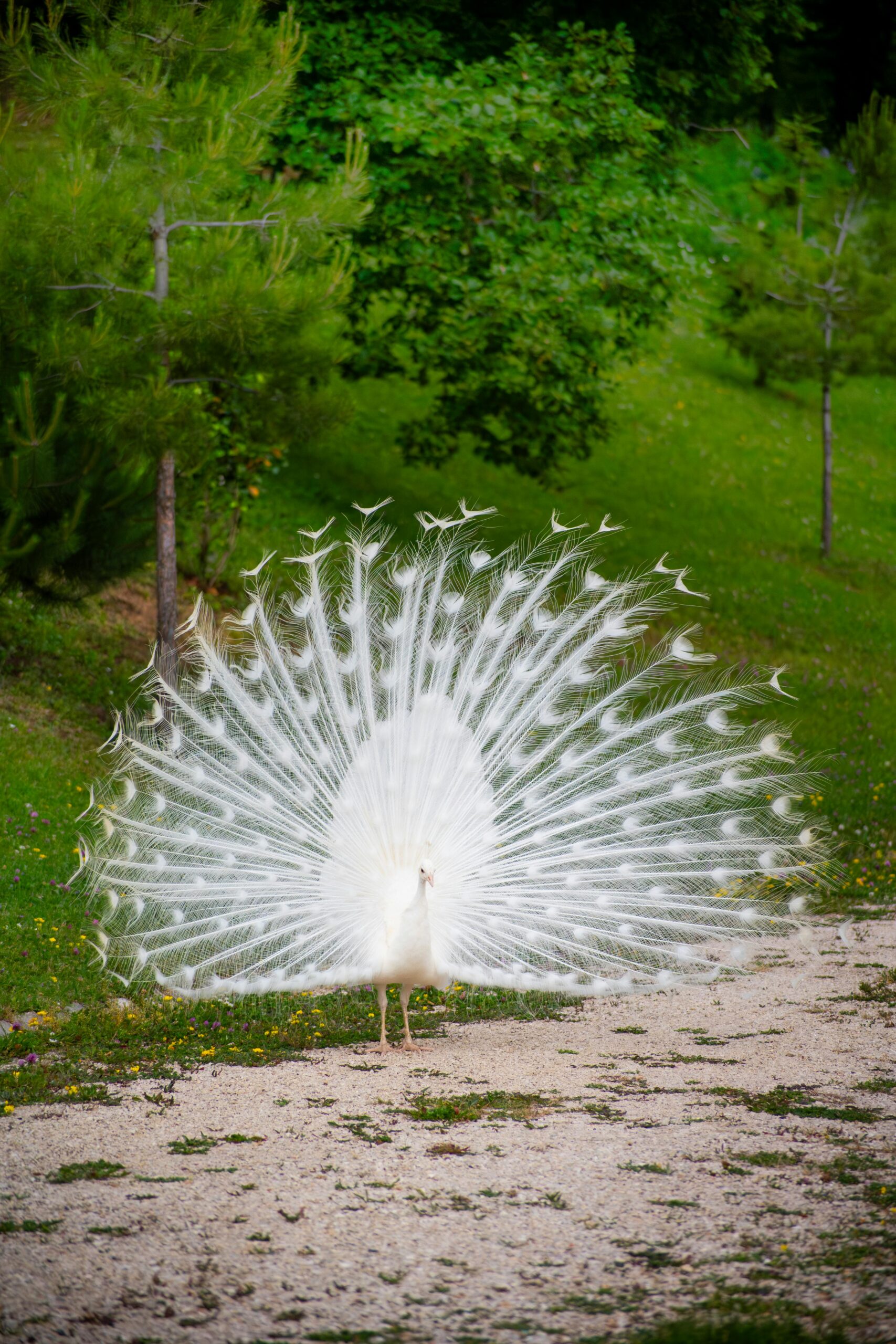 Stunning albino peacock displaying full plumage in lush Georgian park.