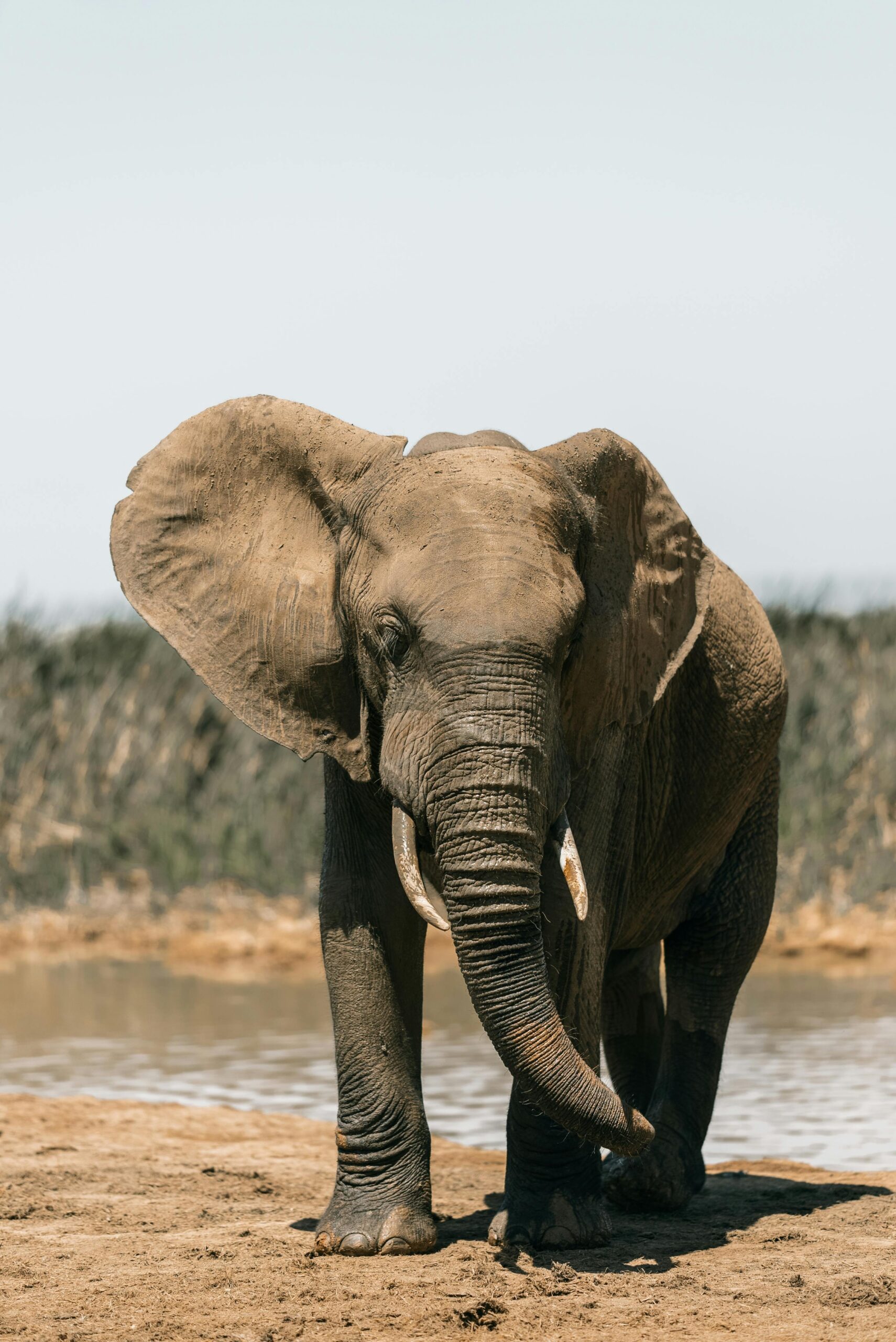 A majestic African elephant standing near a water source in South Africa, showcasing its magnificent size and strength.